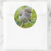 Cute Wet Young Bushtit Songbird on the Laurel Ronde Sticker (Tas)
