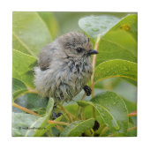 Cute Wet Young Bushtit Songbird on the Laurel Tegeltje (Voorkant)