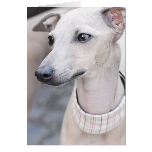 Cute Whippet (Voorkant)