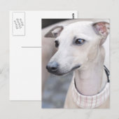Cute Whippet Briefkaart (Voorkant / Achterkant)