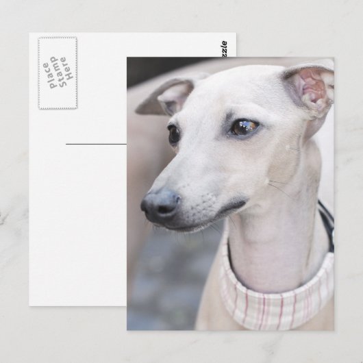 Cute Whippet Briefkaart (Voorkant / Achterkant)