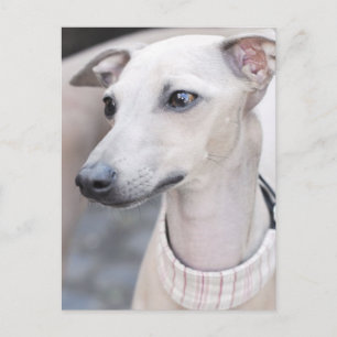 Cute Whippet Briefkaart