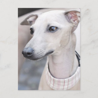 Cute Whippet Briefkaart