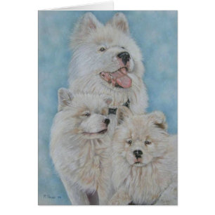 Cute white akita long mantel realist portret blanc