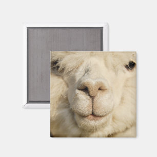 Cute White Alpaca Face Close-up Magneet