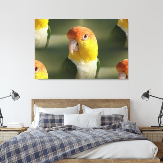 Cute White Bellied Caique Parrot Canvas Afdruk (Insitu (Slaapkamer))