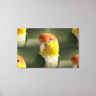 Cute White Bellied Caique Parrot Canvas Afdruk