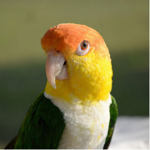Cute White Bellied Caique Parrot Fotobeeldje Magneet