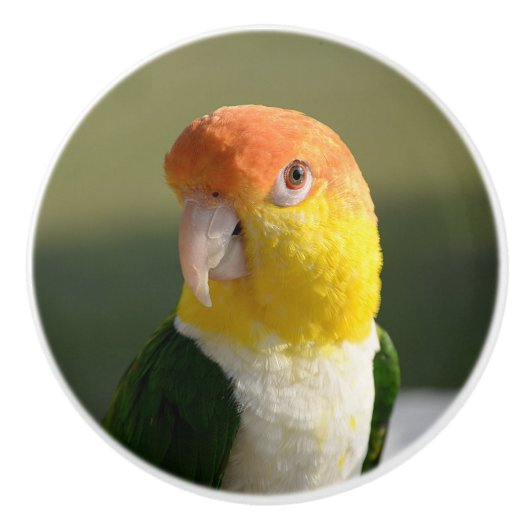Cute White Bellied Caique Parrot Keramische Knop (Voorkant)