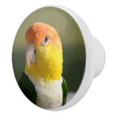 Cute White Bellied Caique Parrot Keramische Knop (Rechts)