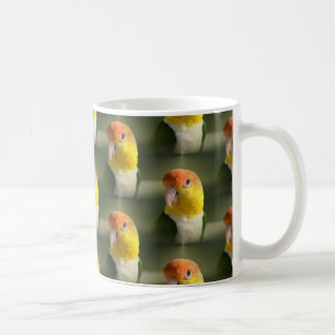 Cute White Bellied Caique Parrot Koffiemok