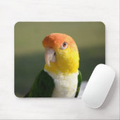 Cute White Bellied Caique Parrot Muismat (Met muis)