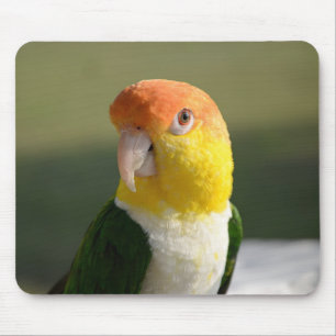 Cute White Bellied Caique Parrot Muismat