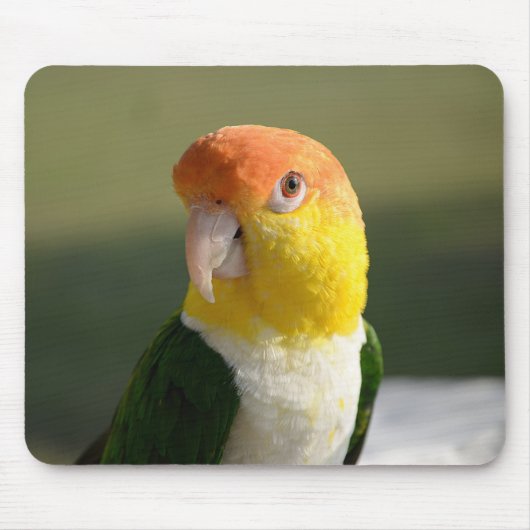Cute White Bellied Caique Parrot Muismat (Voorkant)