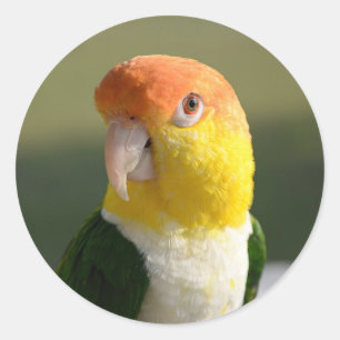Cute White Bellied Caique Parrot Ronde Sticker