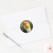 Cute White Bellied Caique Parrot Ronde Sticker (Envelop)