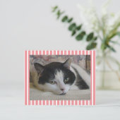 Cute White Black Cat Stripes Pink Briefkaart (Staand voorkant)