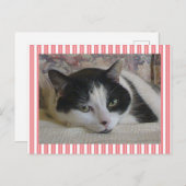 Cute White Black Cat Stripes Pink Briefkaart (Voorkant / Achterkant)