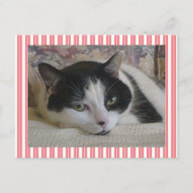 Cute White Black Cat Stripes Pink