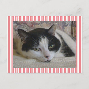 Cute White Black Cat Stripes Pink Briefkaart