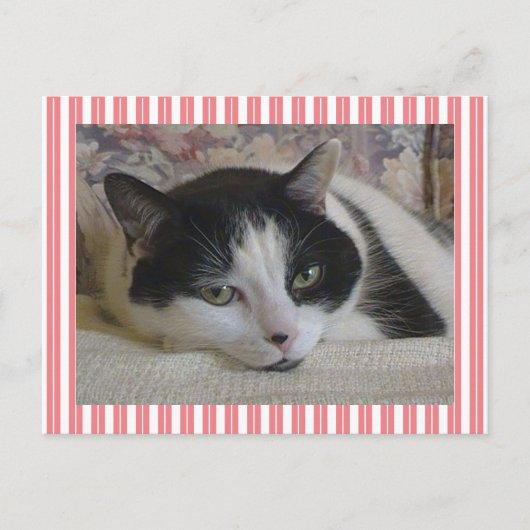 Cute White Black Cat Stripes Pink Briefkaart (Voorkant)
