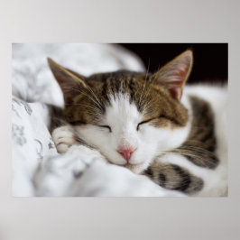 Cute White Brown Grey Black Cat Slaping Poster