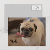 Cute White Bulldog Hallo Briefkaart (Voorkant / Achterkant)