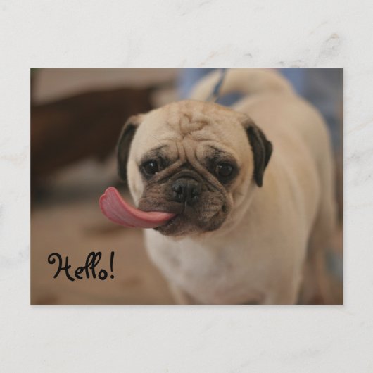 Cute White Bulldog Hallo Briefkaart (Voorkant)