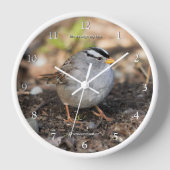 Cute White-Crowned Sparrow Songbird in Winter Sun (Voorkant)