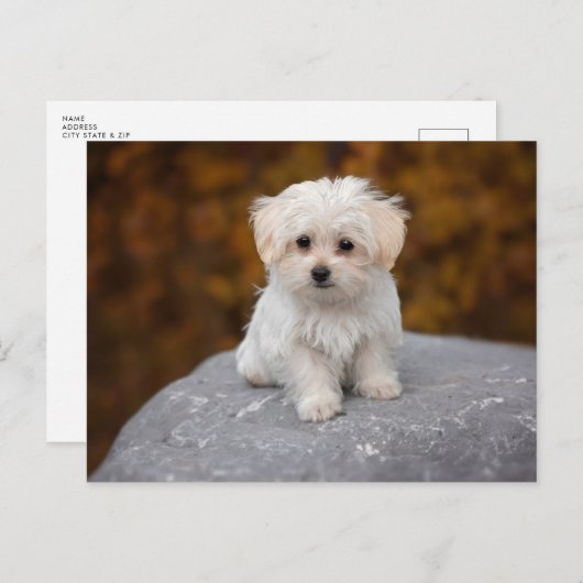 Cute White Dog Briefkaart (Voorkant / Achterkant)
