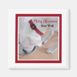 Cute White Dog Drink Water Red Kerstplein Magneet