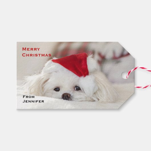 Cute White Dog in een Rode Kerstmis Pet Cadeaulabel (Voorkant (Horizontaal))