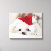 Cute White Dog in een Rode Kerstmis Pet Canvas Afdruk (Voorkant)