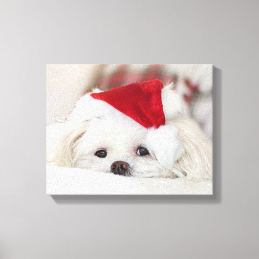 Cute White Dog in een Rode Kerstmis Pet Canvas Afdruk (Voorkant)