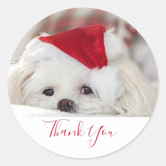 Cute White Dog in een Rode Kerstmis Pet Dank je we Ronde Sticker (Voorkant)