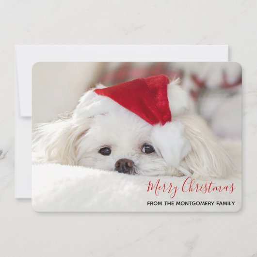 Cute White Dog in een Rode Kerstmis Pet Feestdagenkaart (Voorkant)