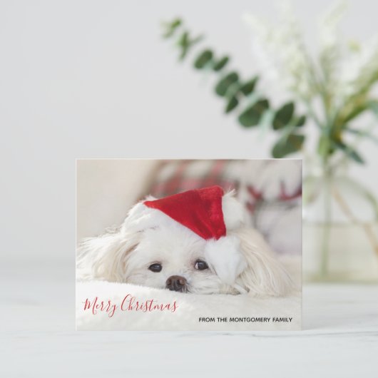 Cute White Dog in een Rode Kerstmis Pet Feestdagenkaart (Staand voorkant)