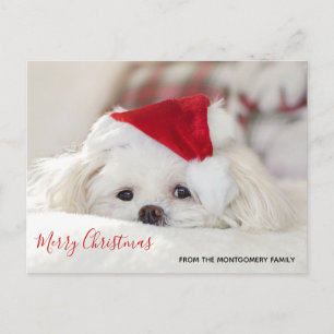 Cute White Dog in een Rode Kerstmis Pet Feestdagenkaart