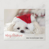 Cute White Dog in een Rode Kerstmis Pet Feestdagenkaart (Voorkant)