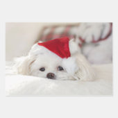 Cute White Dog in een Rode Kerstmis Pet Inpakpapier Vel (Voorkant 3)