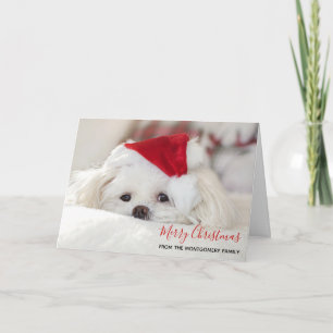 Cute White Dog in een Rode Kerstmis Pet Kaart