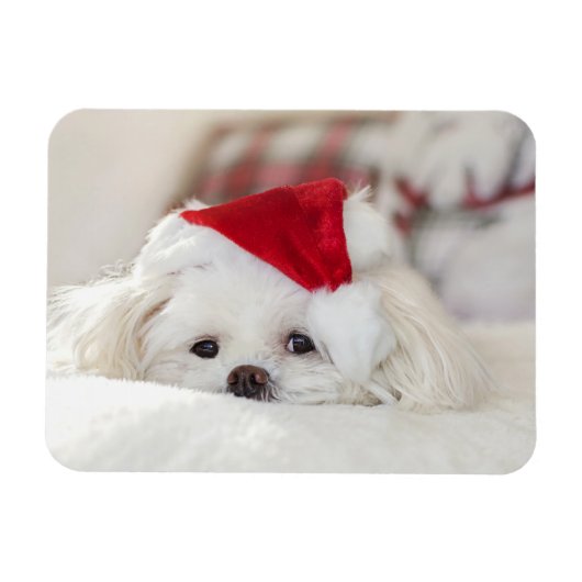 Cute White Dog in een Rode Kerstmis Pet Magneet (Horizontaal)