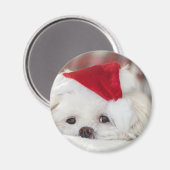 Cute White Dog in een Rode Kerstmis Pet Magneet (Voorkant / Achterkant)