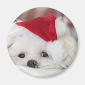 Cute White Dog in een Rode Kerstmis Pet Magneet (Voorkant)