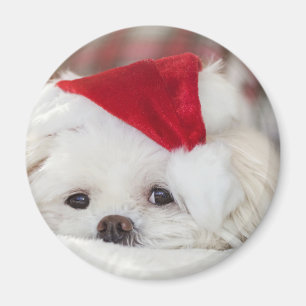 Cute White Dog in een Rode Kerstmis Pet Magneet