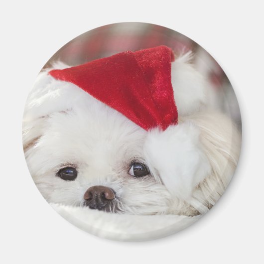 Cute White Dog in een Rode Kerstmis Pet Magneet (Voorkant)