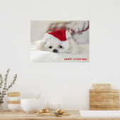 Cute White Dog in een Rode Kerstmis Pet Poster (Keuken)