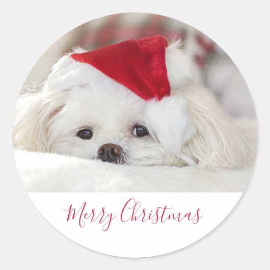 Cute White Dog in een Rode Kerstmis Pet Ronde Sticker (Voorkant)