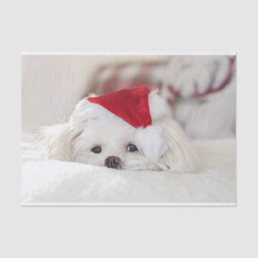 Cute White Dog in een Rode Kerstmis Pet Tissuepapier (Voorkant)