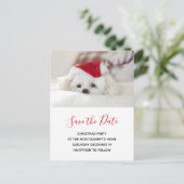 Cute White Dog in Red Kerstmis Pet Save the Date Uitnodiging Briefkaart (Staand voorkant)